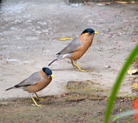 Brahminy maina